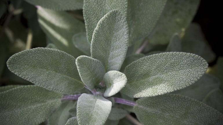 Prepara un impiastro medicinale con salvia