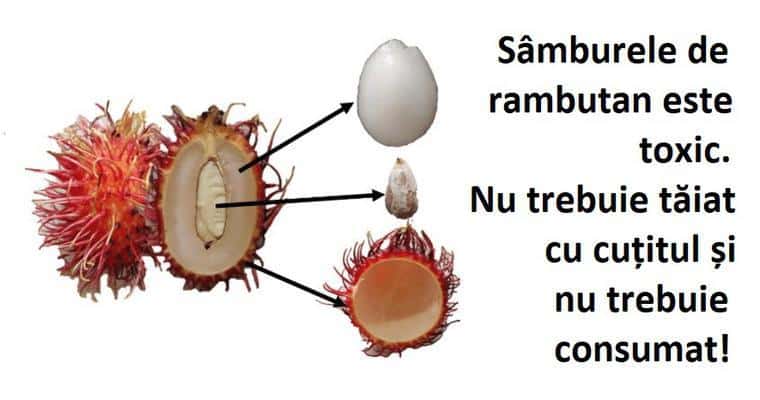 Rambutan, il frutto spinoso come un riccio, ma gustoso e sano