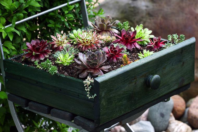 Piante succulente. Consigli per la cura delle piante in vaso o in giardino