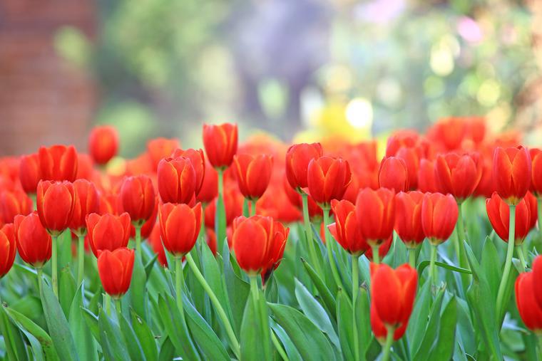 Tulipani, fiori primaverili speciali. Come prendersi cura e conservare i tulipani