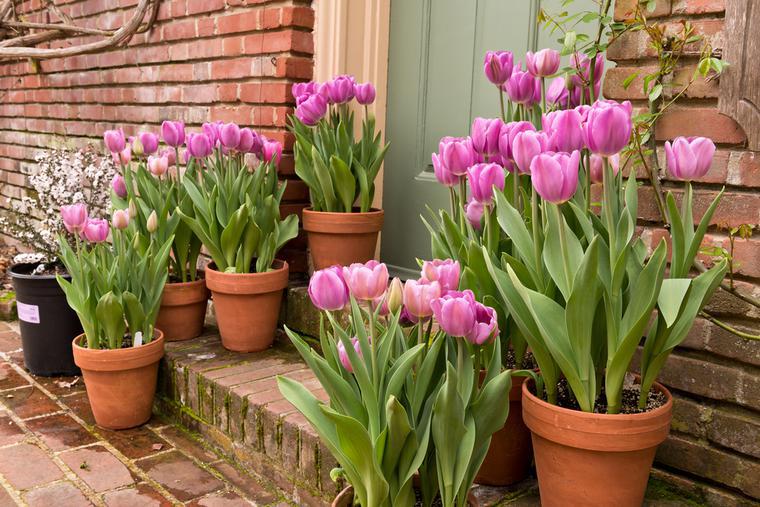 Tulipani, fiori primaverili speciali. Come prendersi cura e conservare i tulipani