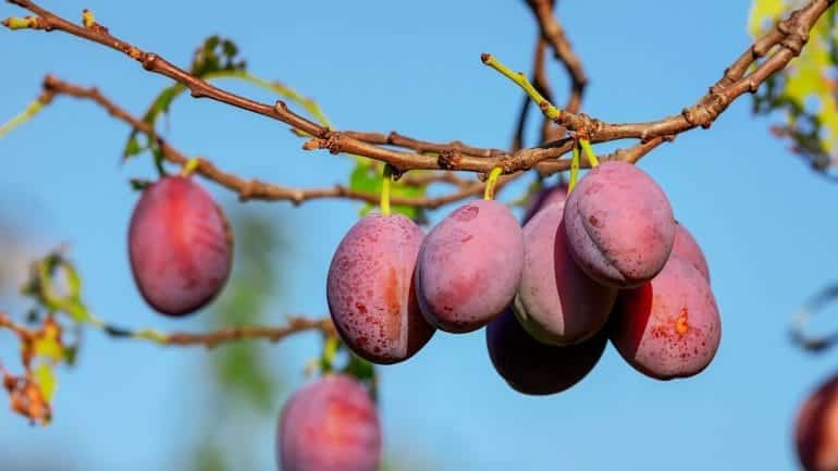 Come essiccare le prugne? Prova la nostra ricetta