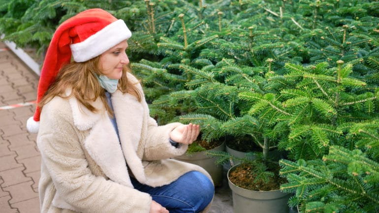 L'albero di Natale ideale: tagliato o in vaso?