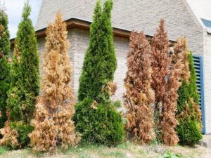 Perché gli alberi di thuja diventano marroni e muoiono nel nostro giardino?