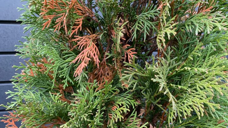 Perché gli alberi di thuja diventano marroni e muoiono nel nostro giardino?