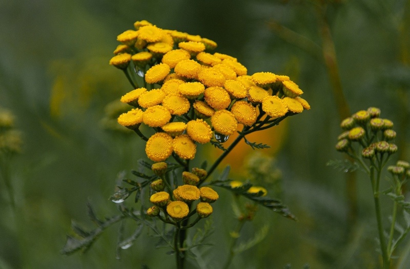 Un'intera stagione senza zanzare e zecche. Semina senza indugio queste piante nel tuo giardino