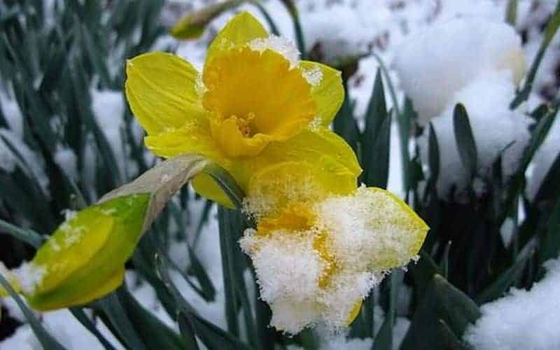 Piante sul balcone: In questo modo le proteggerai dal freddo e dalla neve